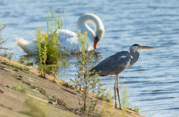 Grey Heron (Ardea cinerea) seeking prey