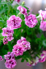 華麗な八重咲きピンクのペチュニア。美しい花姿。ペチュニアの花言葉は「あなたと一緒なら心が安らぐ」