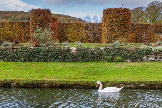 Cygne blanc sur l'eau dans le parc du château d'Annevoie en automne (Wallonie)