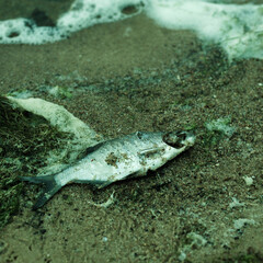 Dead fish on the shore of the lake. Fish on the sand.