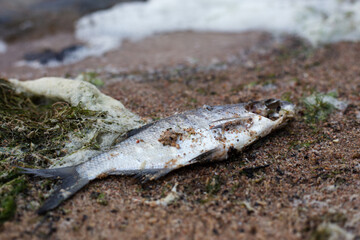 Dead fish on the shore of the lake. Fish on the sand.