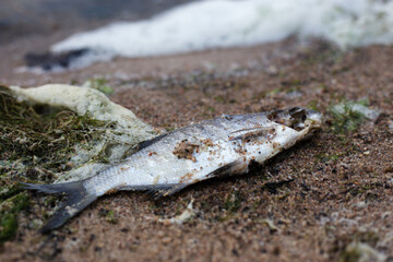 Dead fish on the shore of the lake. Fish on the sand.