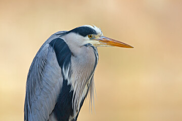 Portrait of a grey heron (Ardea cinerea) perched and preening in a harbor in Germany.