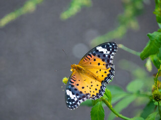 草木にとまったツマグロヒョウモン