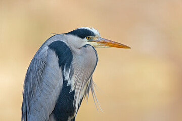 Portrait of a grey heron (Ardea cinerea) perched and preening in a harbor in Germany.
