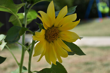 saw of a yellow sunflower with gradient background