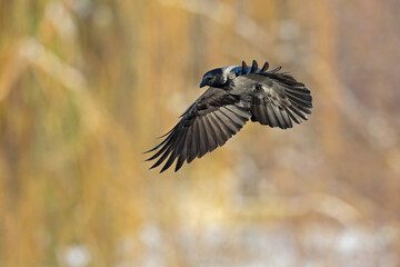 A hooded crow (Corvus cornix) in flight in a city park in Berlin.