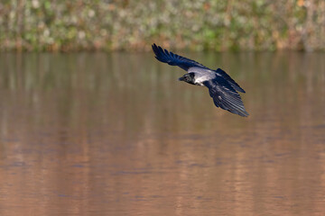 A hooded crow (Corvus cornix) in flight in a city park in Berlin.