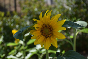 saw of a yellow sunflower with gradient background