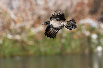 A hooded crow (Corvus cornix) in flight in a city park in Berlin.