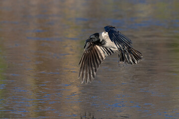 A hooded crow (Corvus cornix) in flight in a city park in Berlin.