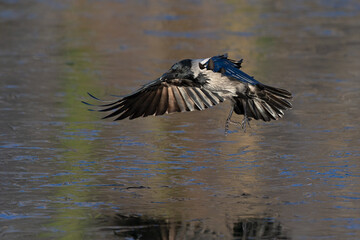 A hooded crow (Corvus cornix) in flight in a city park in Berlin.