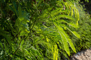 front view, flower background in the garden