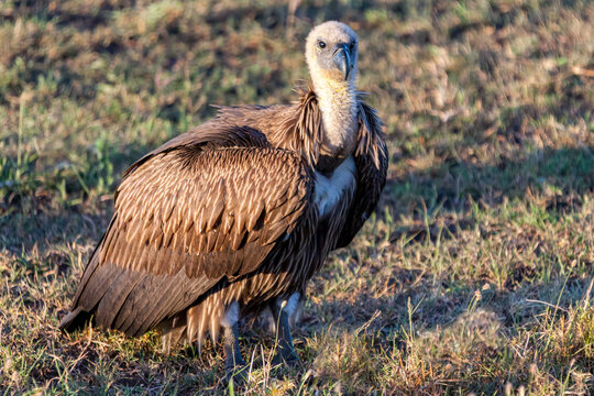 73 Best Vautour Africain Images Stock Photos Vectors Adobe Stock