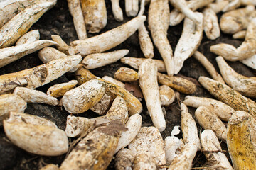 Cassava cut in half drying in the sun