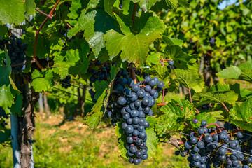 blue merlot grapes in green vineyard