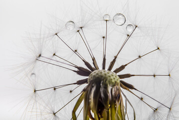 Dandelion seeds with water drops. Abstract nature background