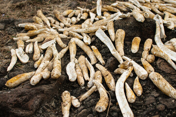 Cassava cut in half drying in the sun