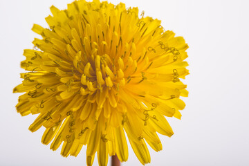 Head of yellow dandelion flower. Abstract nature background