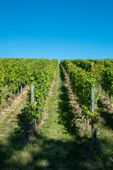 Fototapeta na wymiar ripe green grapes in the vineyard iunder blue sky