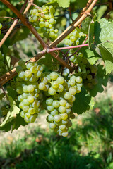 ripe green grapes in the vineyard in detail