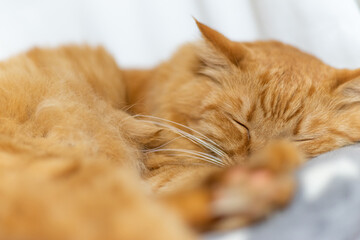 眠る猫　茶トラ猫