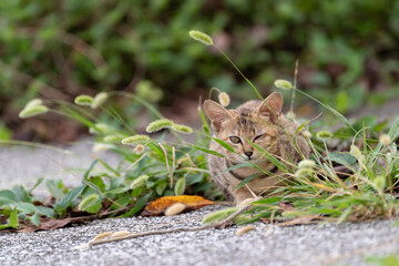 Obraz premium 可愛い子猫