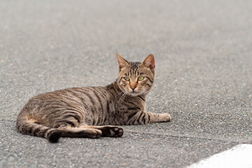くつろぐ猫　キジトラ猫