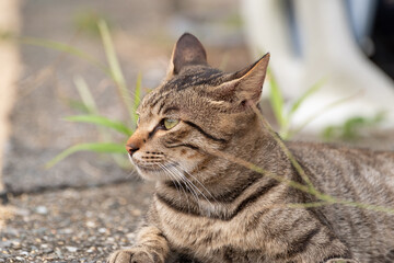 くつろぐ猫　キジトラ猫