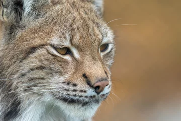 Fotobehang The Eurasian lynx - Lynx lynx - close up portrait of adult animal © Lillian
