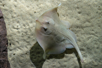 Close up of Rays fish - Raja brachyura - swimming. White sand seabed - Powered by Adobe