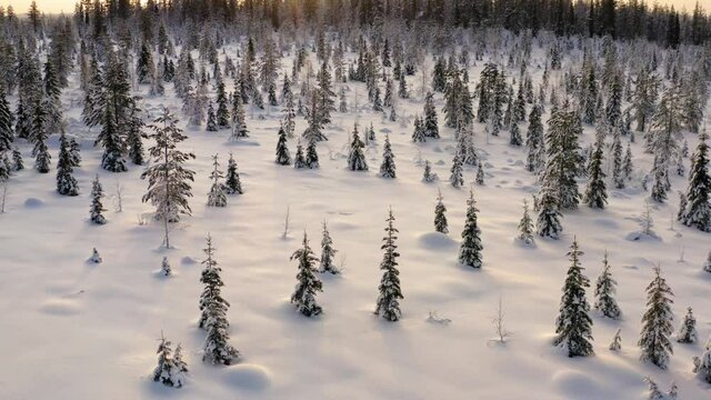 Aerial view of breathtaking winter wood destination with tall trees and firs covered with ice and snow,video of scenic wild nature of nordic location on january season climate in snow

