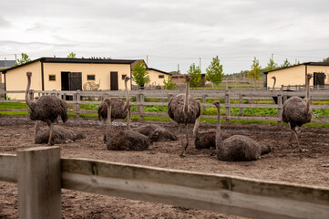 ostrich against wooden fence in private zoo