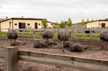 ostrich against wooden fence in private zoo