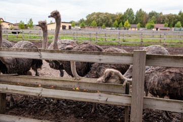 ostrich against wooden fence in private zoo