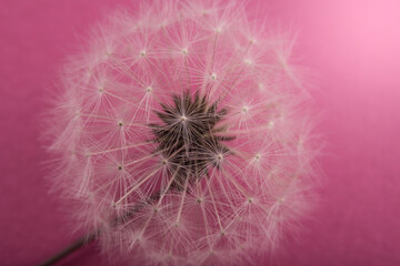 Closed Bud of a dandelion on green background. Work together concept