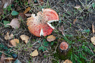 poison agaric mushroom on the ground
