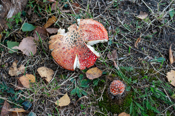 poison agaric mushroom on the ground