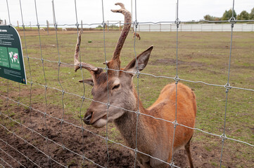 staring deer against the iron fence