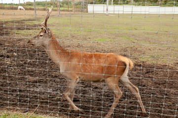 staring deer against the iron fence
