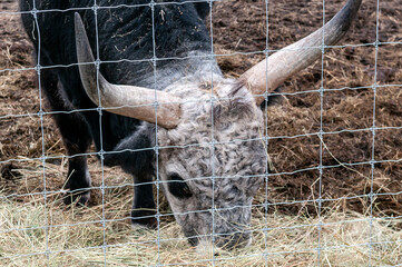 Hungarian cow eating dry grass