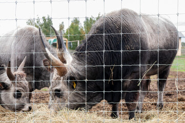 Hungarian cow eating dry grass