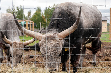 Hungarian cow eating dry grass