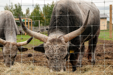 Hungarian cow eating dry grass