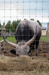 Hungarian cow eating dry grass