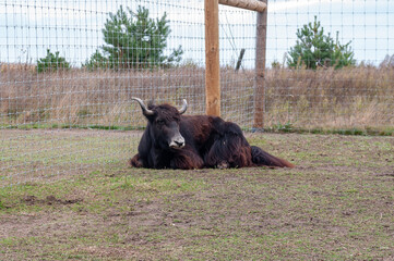 buffalo lying on the ground and have a rest