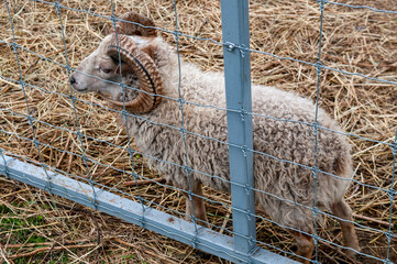 moufflon goat against iron fence closeup