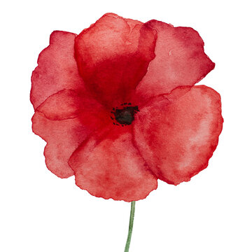 Beautiful picture of poppy flowers. Happy Remembrance Day