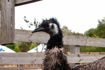 emu ostrich casuar