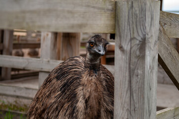 emu ostrich casuar